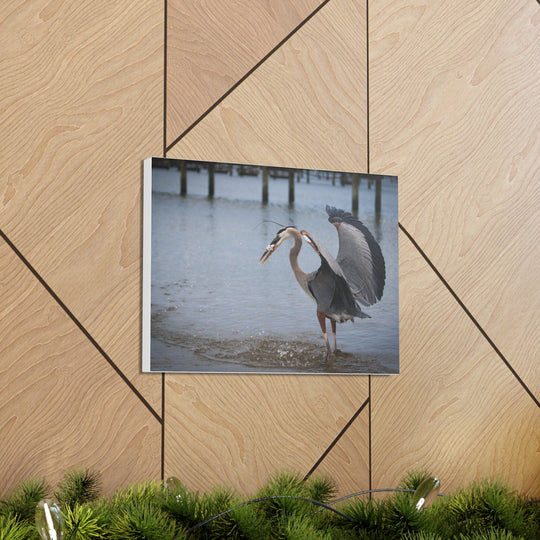 Great Blue Heron Canvas Gallery Wraps