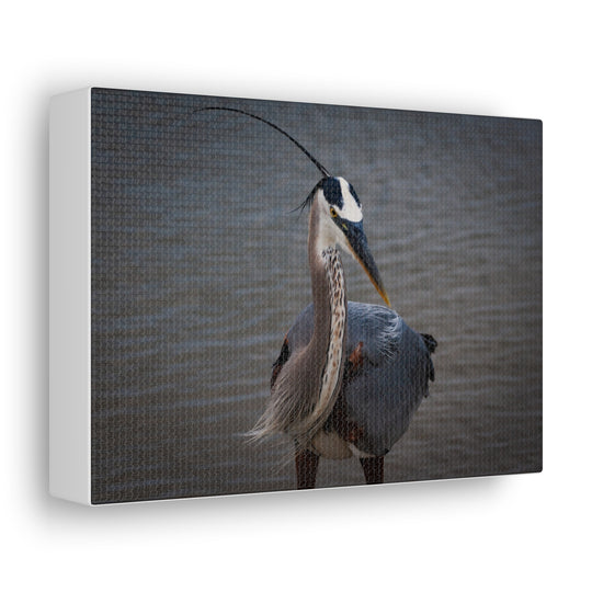 Great Blue Heron Canvas Gallery Wraps