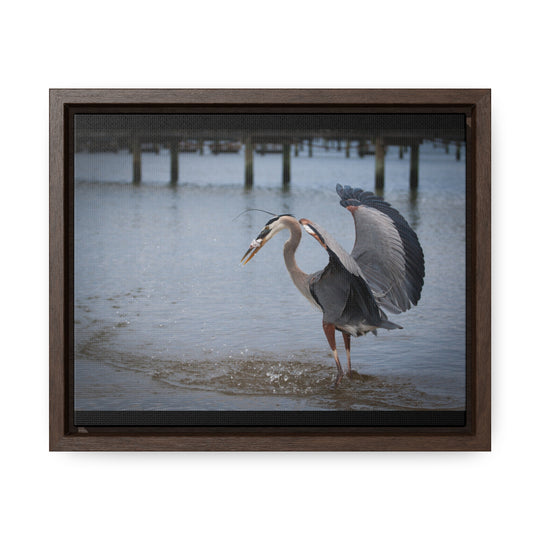 Great Blue Heron - Gallery Canvas Wraps, Horizontal Frame