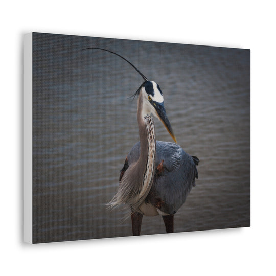 Great Blue Heron Canvas Gallery Wraps