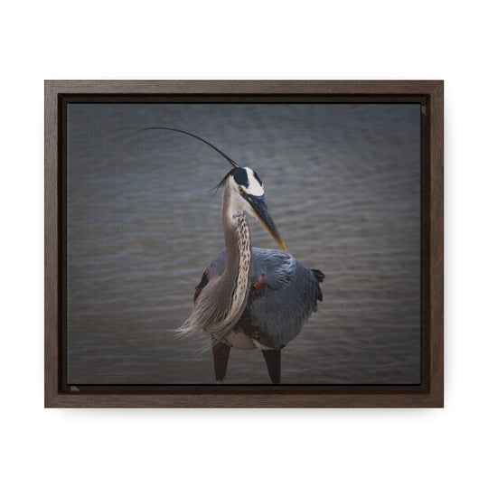 Great Blue Heron - Gallery Canvas Wraps, Horizontal Frame