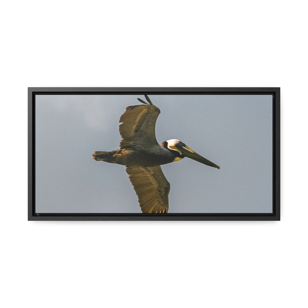 Pelican Flight - Gallery Canvas Wraps, Horizontal Frame