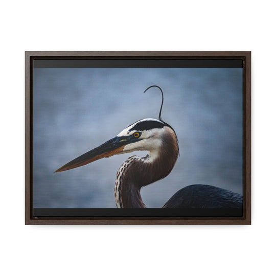 Great Blue Heron - Gallery Canvas Wraps, Horizontal Frame