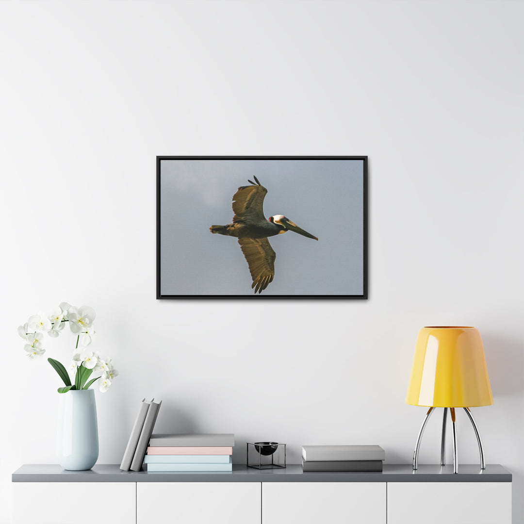 Pelican Flight - Gallery Canvas Wraps, Horizontal Frame