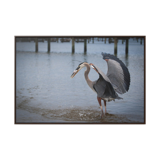 Great Blue Heron - Gallery Canvas Wraps, Horizontal Frame