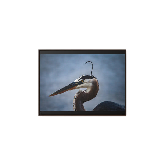 Great Blue Heron - Gallery Canvas Wraps, Horizontal Frame