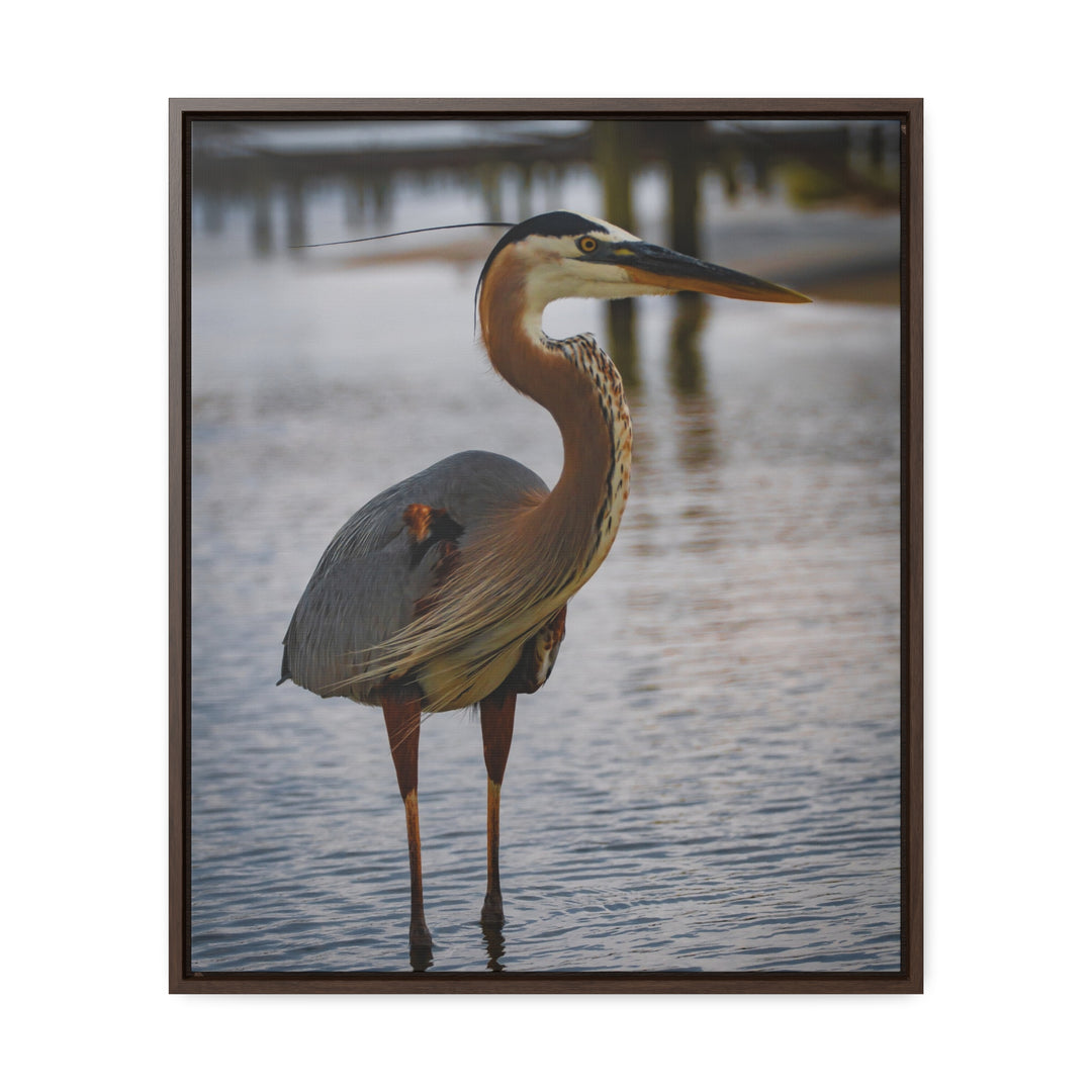 Great Blue Heron - Gallery Canvas Wraps, Vertical Frame