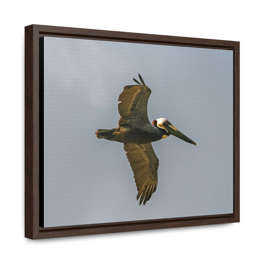 Pelican Flight - Gallery Canvas Wraps, Horizontal Frame