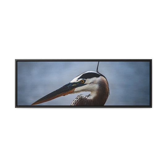 Great Blue Heron - Gallery Canvas Wraps, Horizontal Frame