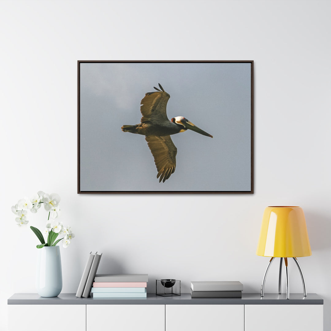 Pelican Flight - Gallery Canvas Wraps, Horizontal Frame