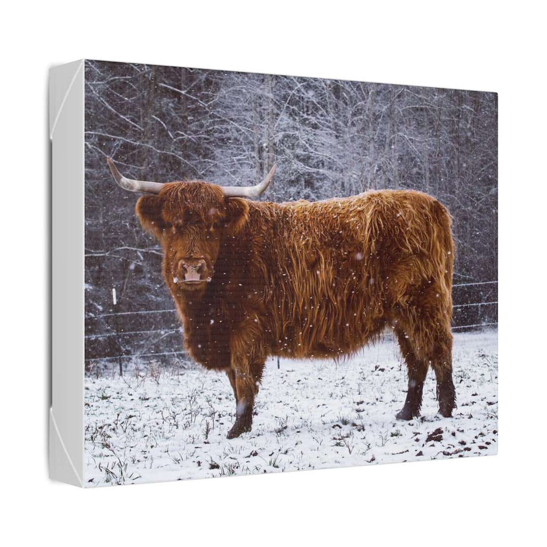 The Ruby Collection - Highland on Classic Stretched Canvas