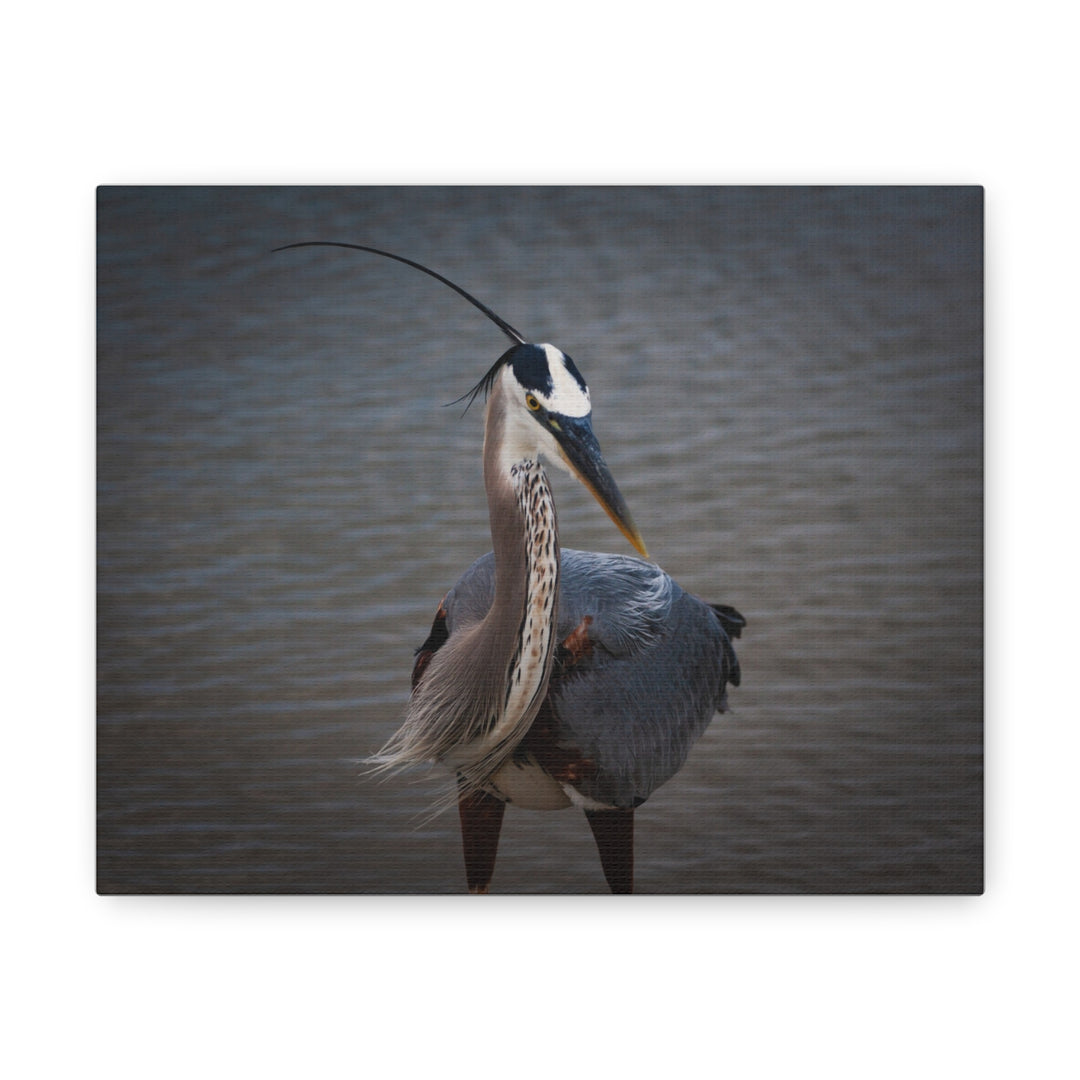 Great Blue Heron Canvas Gallery Wraps