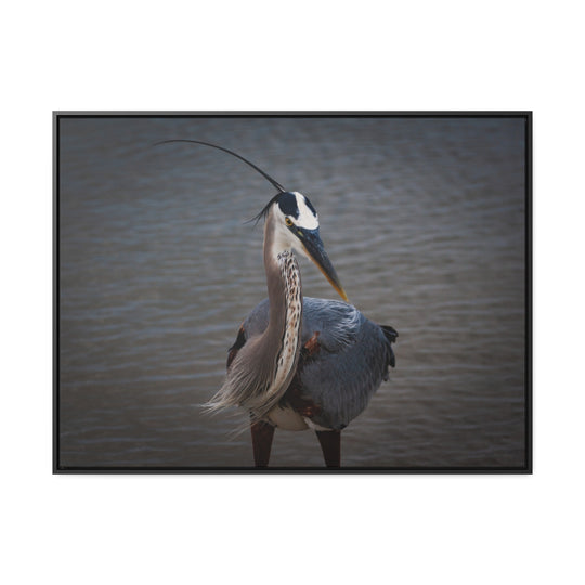 Great Blue Heron - Gallery Canvas Wraps, Horizontal Frame