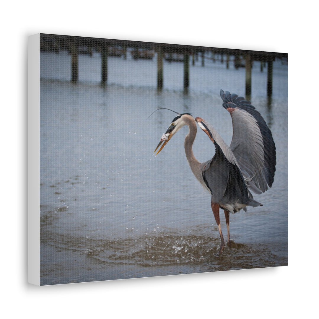 Great Blue Heron Canvas Gallery Wraps