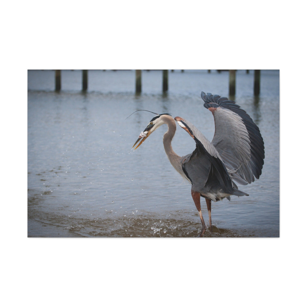 Great Blue Heron Canvas Gallery Wraps