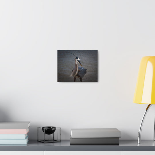 Great Blue Heron Canvas Gallery Wraps