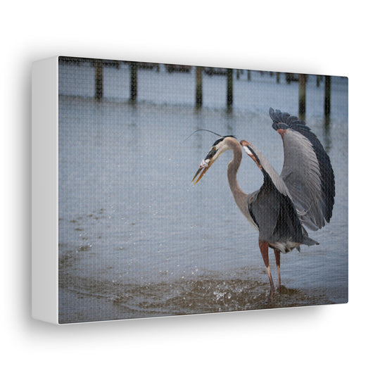 Great Blue Heron Canvas Gallery Wraps