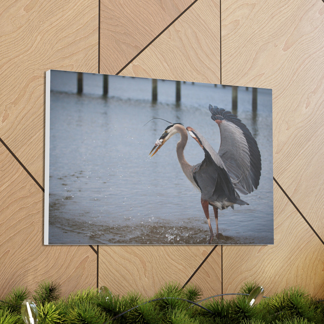 Great Blue Heron Canvas Gallery Wraps