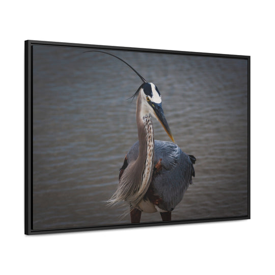 Great Blue Heron - Gallery Canvas Wraps, Horizontal Frame