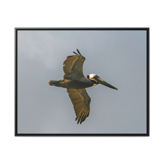 Pelican Flight - Gallery Canvas Wraps, Horizontal Frame