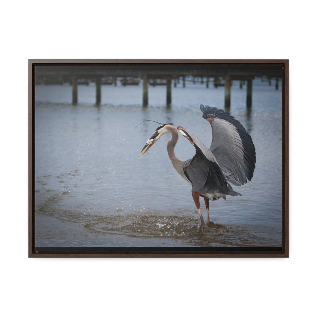 Great Blue Heron - Gallery Canvas Wraps, Horizontal Frame