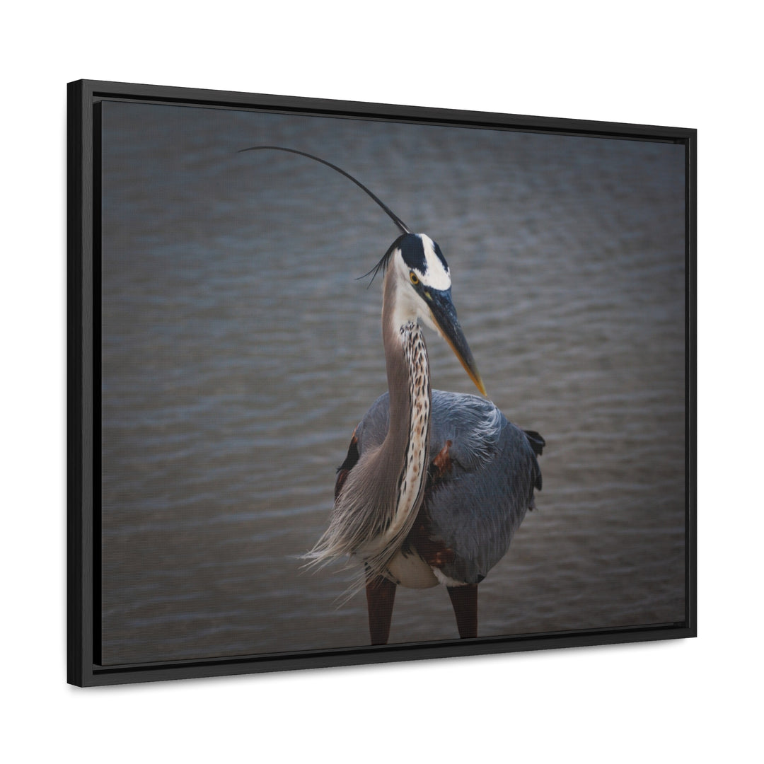 Great Blue Heron - Gallery Canvas Wraps, Horizontal Frame