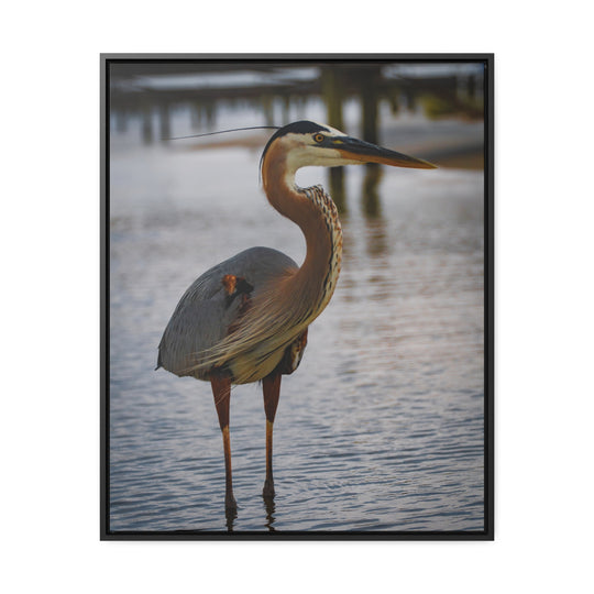 Great Blue Heron - Gallery Canvas Wraps, Vertical Frame