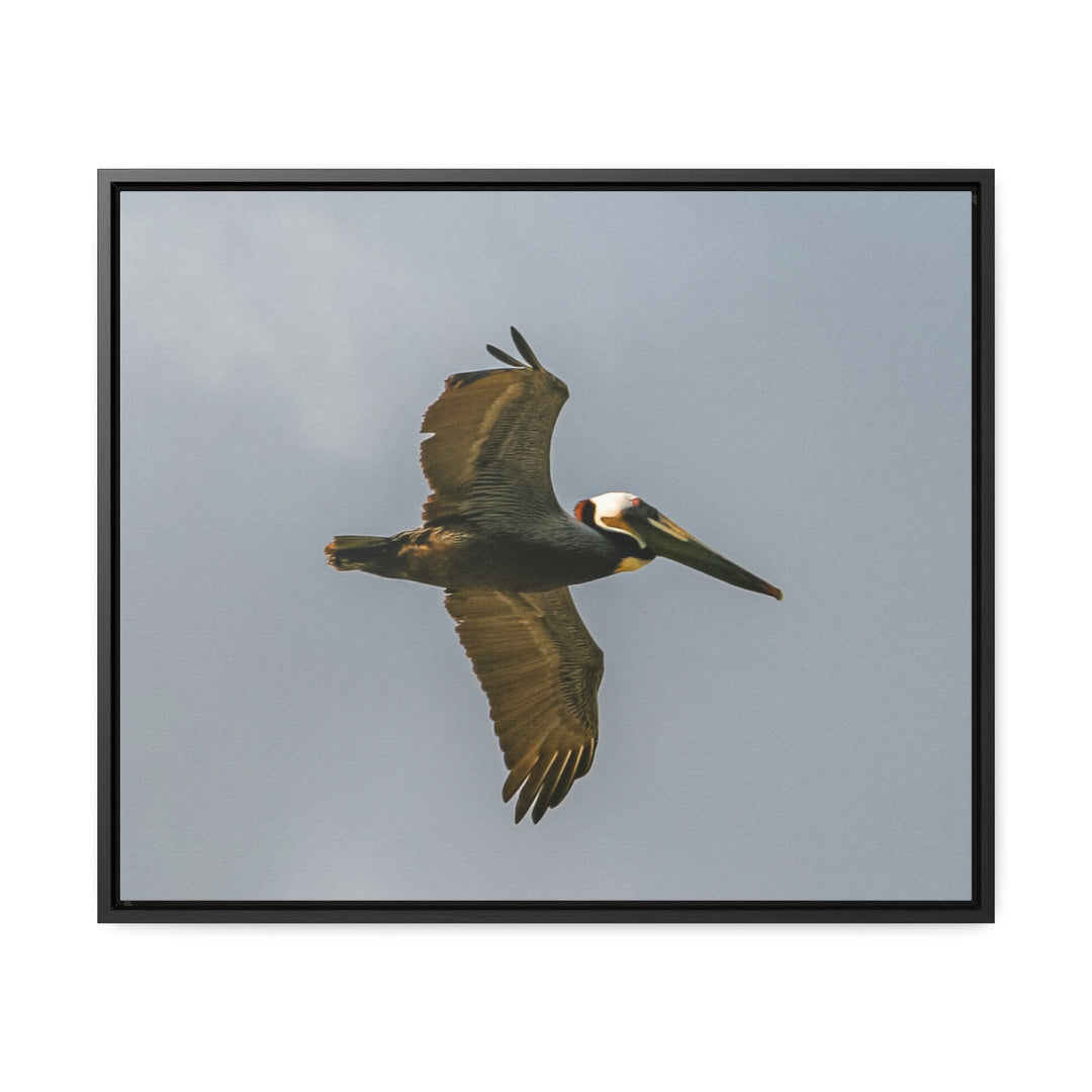 Pelican Flight - Gallery Canvas Wraps, Horizontal Frame