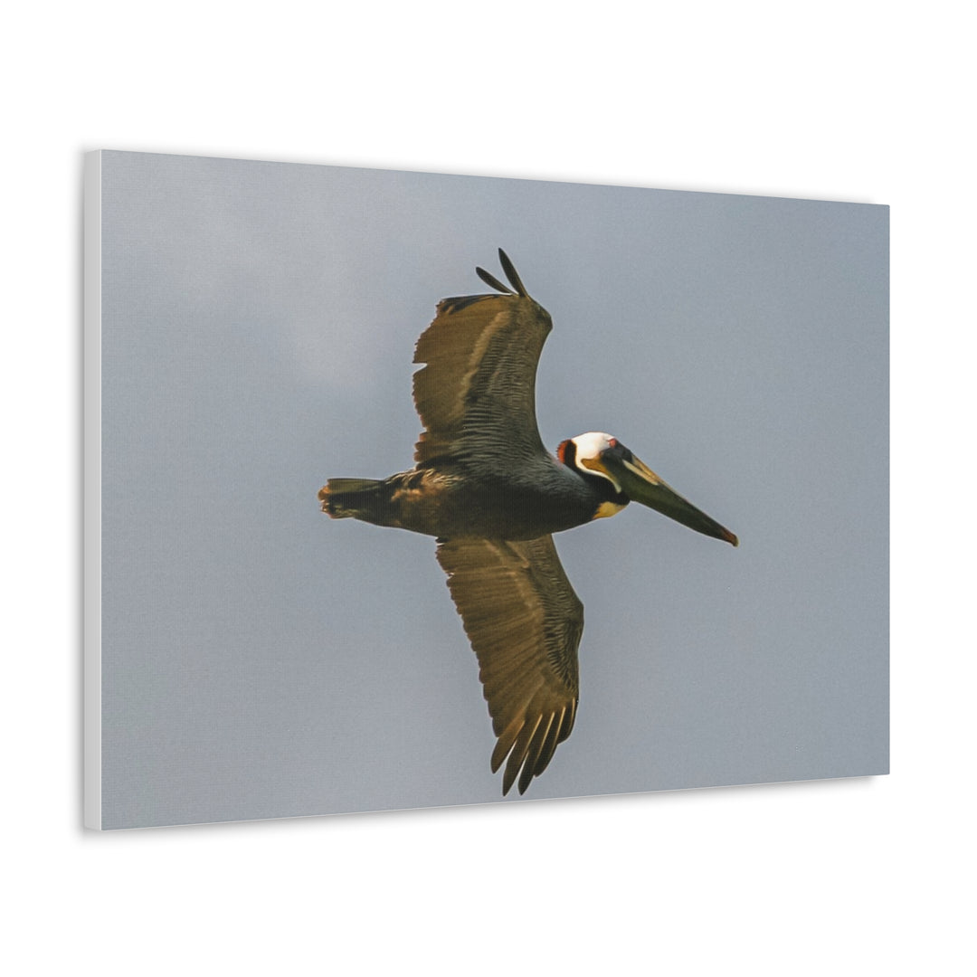 Pelican Canvas Gallery Wraps