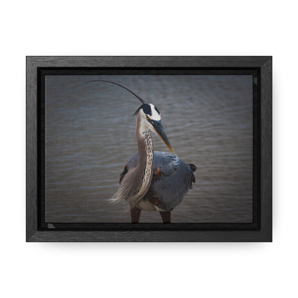 Great Blue Heron - Gallery Canvas Wraps, Horizontal Frame