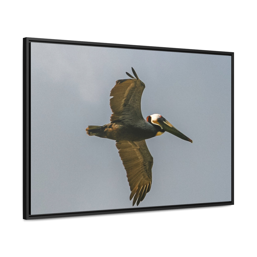 Pelican Flight - Gallery Canvas Wraps, Horizontal Frame