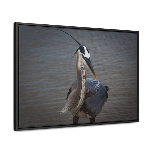 Great Blue Heron - Gallery Canvas Wraps, Horizontal Frame