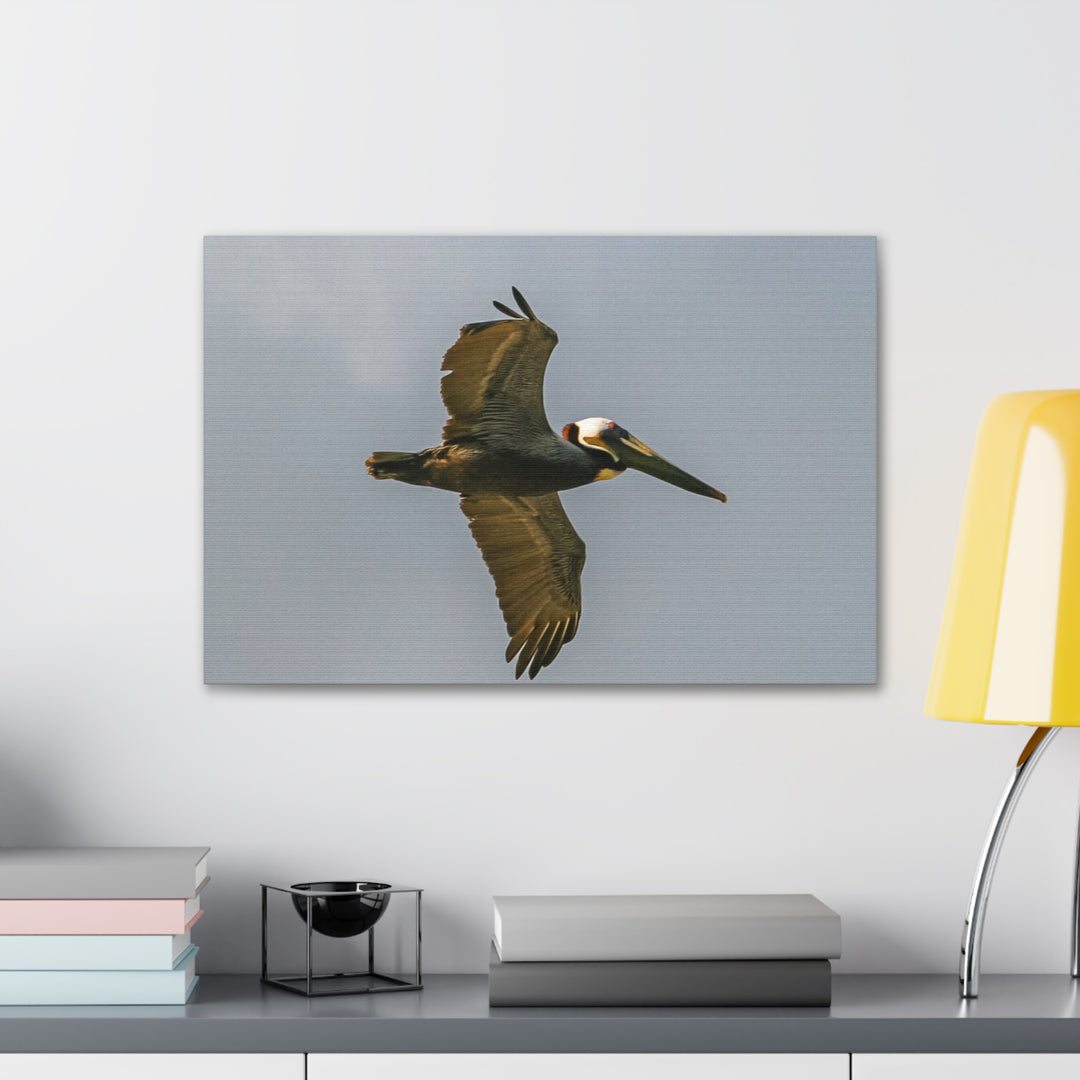 Pelican Canvas Gallery Wraps