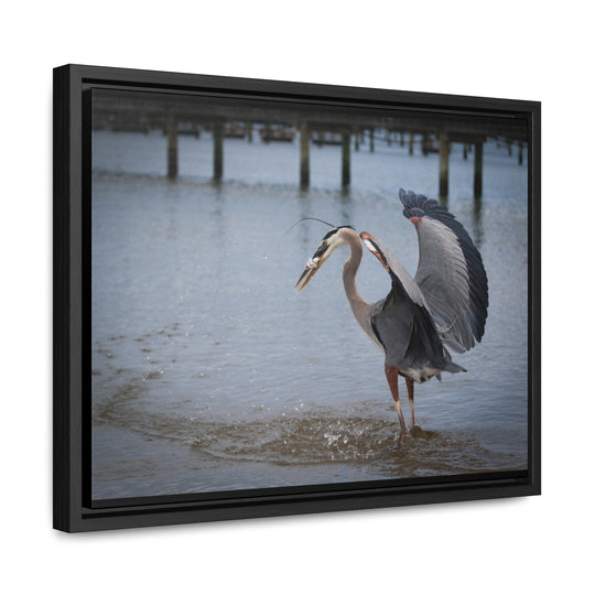 Great Blue Heron - Gallery Canvas Wraps, Horizontal Frame