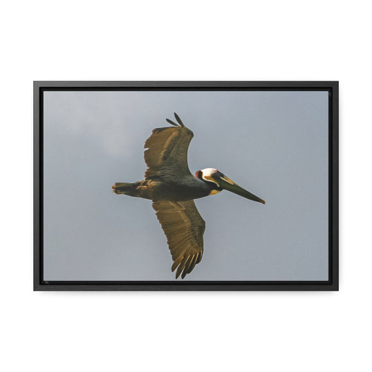 Pelican Flight - Gallery Canvas Wraps, Horizontal Frame