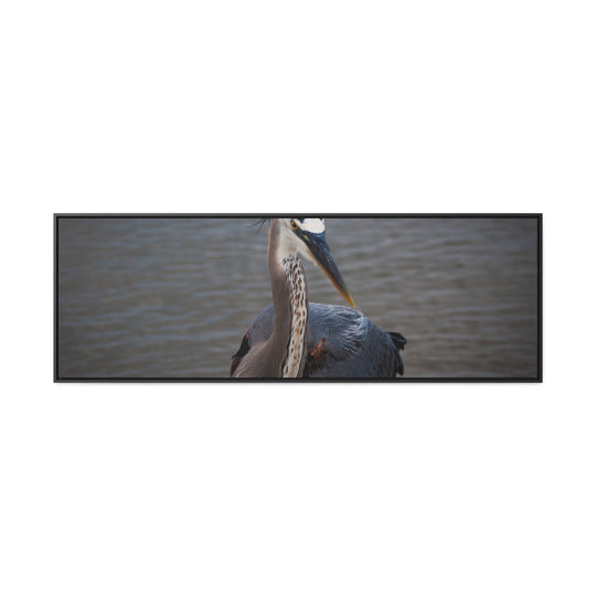 Great Blue Heron - Gallery Canvas Wraps, Horizontal Frame