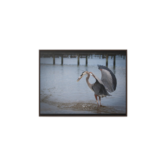 Great Blue Heron - Gallery Canvas Wraps, Horizontal Frame