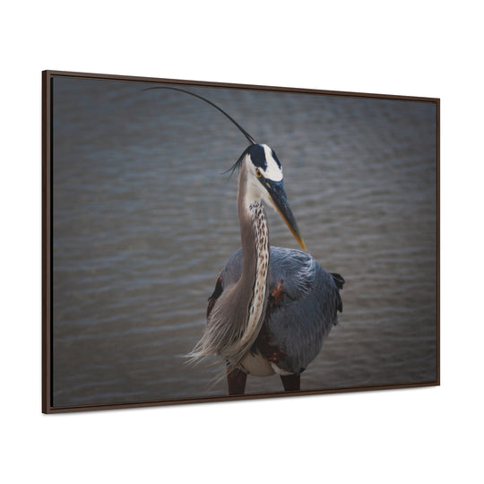 Great Blue Heron - Gallery Canvas Wraps, Horizontal Frame