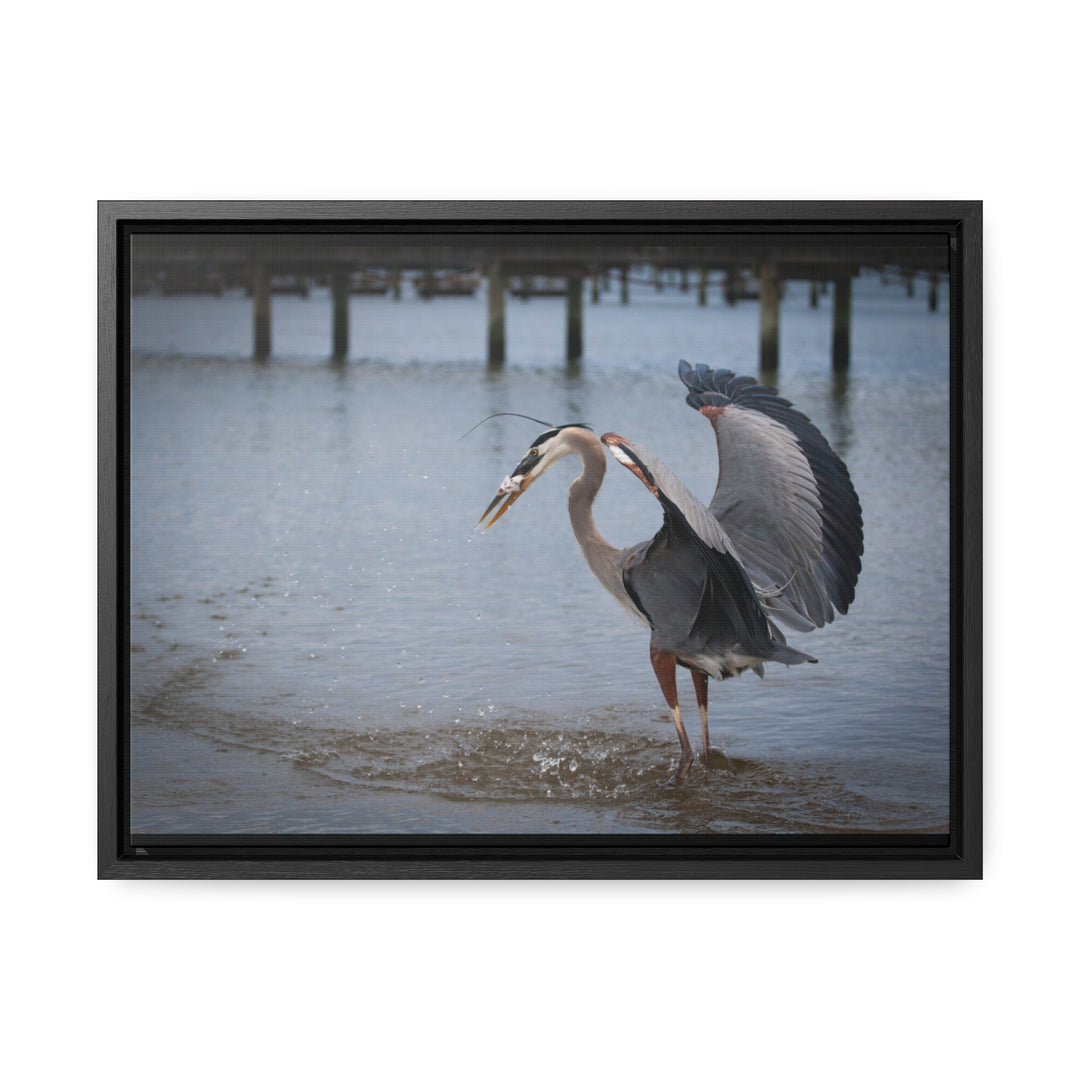 Great Blue Heron - Gallery Canvas Wraps, Horizontal Frame