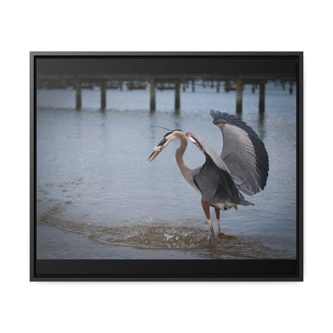 Great Blue Heron - Gallery Canvas Wraps, Horizontal Frame