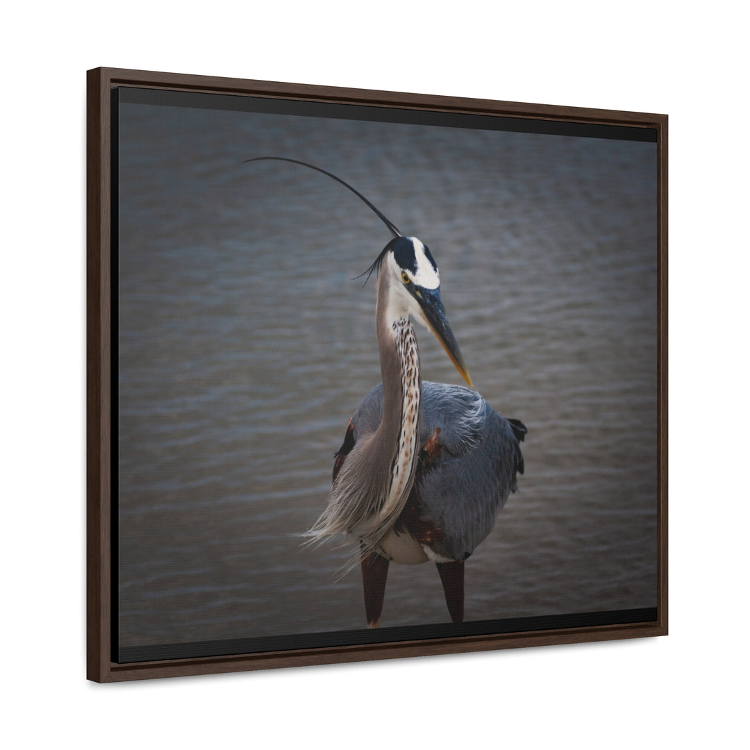 Great Blue Heron - Gallery Canvas Wraps, Horizontal Frame