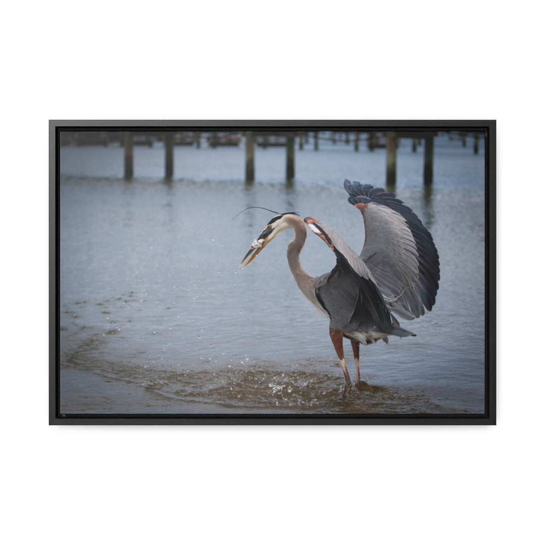 Great Blue Heron - Gallery Canvas Wraps, Horizontal Frame