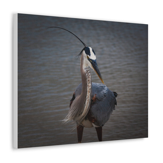 Great Blue Heron Canvas Gallery Wraps