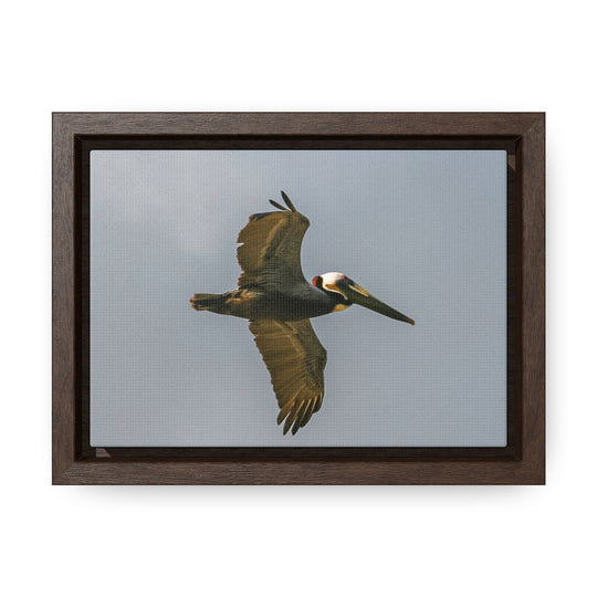 Pelican Flight - Gallery Canvas Wraps, Horizontal Frame