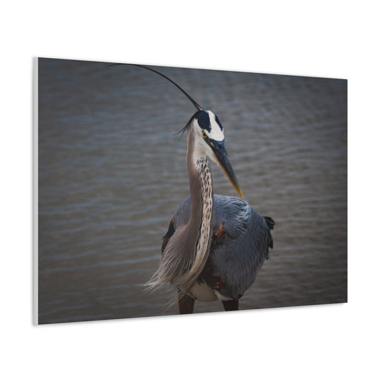 Great Blue Heron Canvas Gallery Wraps