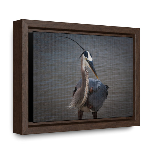 Great Blue Heron - Gallery Canvas Wraps, Horizontal Frame