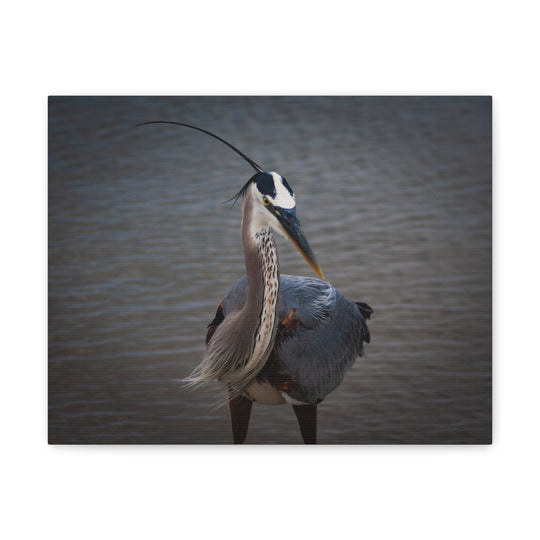 Great Blue Heron Canvas Gallery Wraps