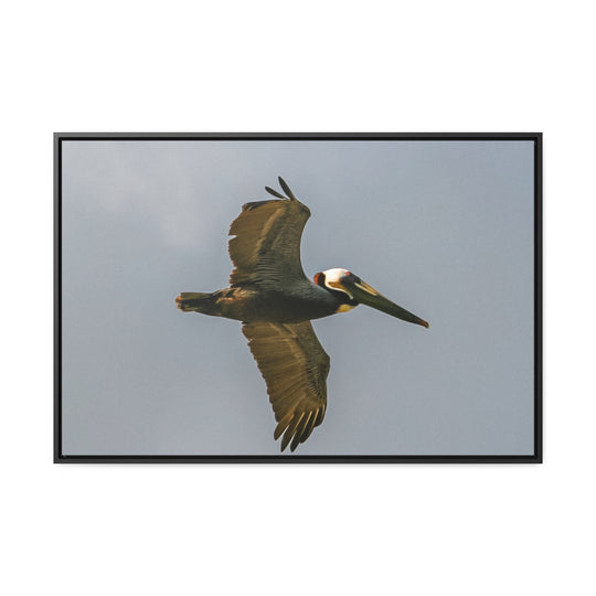 Pelican Flight - Gallery Canvas Wraps, Horizontal Frame