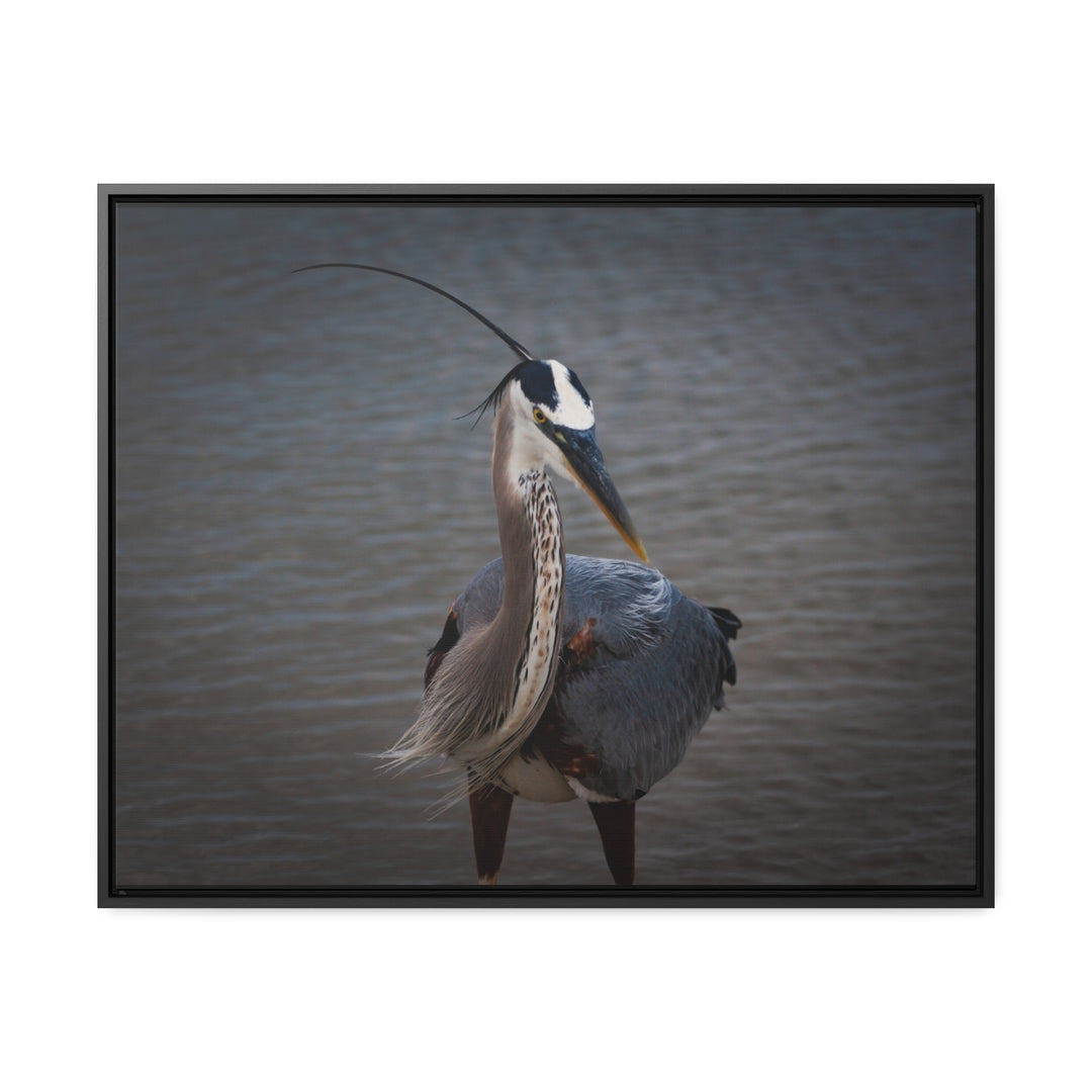 Great Blue Heron - Gallery Canvas Wraps, Horizontal Frame