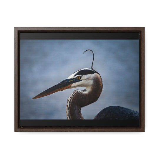 Great Blue Heron - Gallery Canvas Wraps, Horizontal Frame